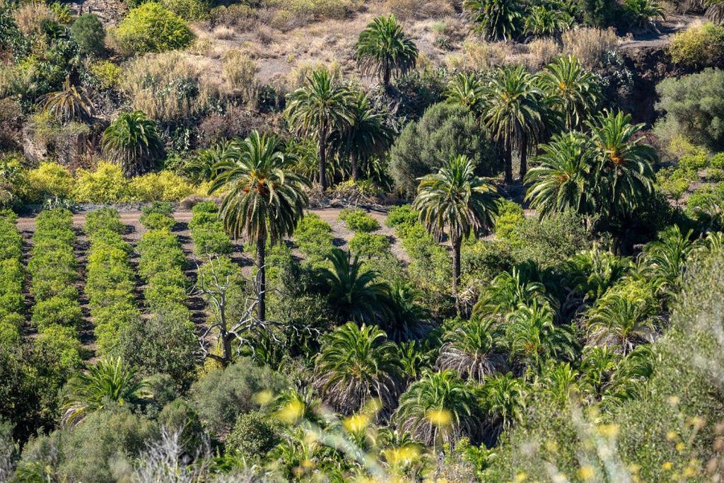 Pm237 - Paraiso Maspalomas